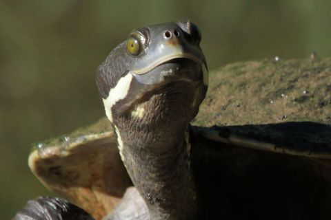 Brisbane Short-necked Turtle (Emydura signata)